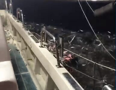 Miniatura: Tysiące ryb „zaatakowało” łódź. Zobacz,...