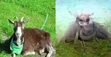 Obrazy "zrekonstruowane" przez sztuczną inteligencję 