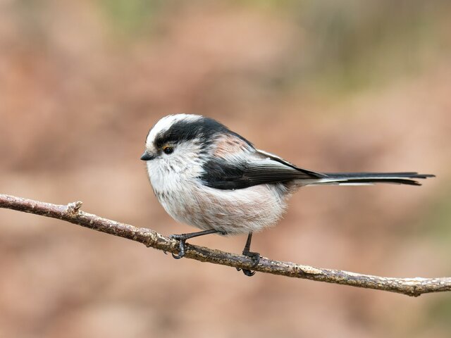 Jak nazywa się ten ptak?