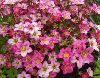 Miniatura: Posadź teraz, wiosną rozkwitnie jak...