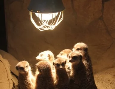 Miniatura: Gang surykatek-wandali. Psuły żarówki w...