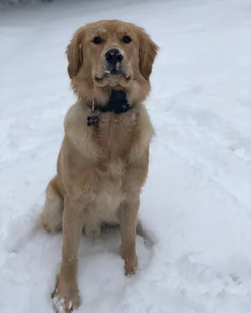 Golden retriever Moose 