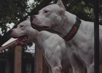 Dogo Argentino 