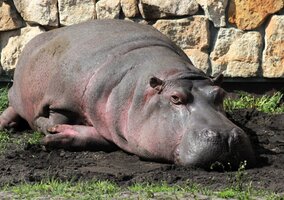 Miniatura: Koniec pewnej epoki. Odeszła Pelagia z...