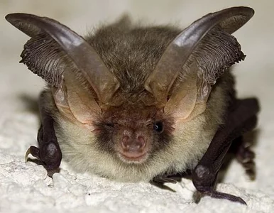 Miniatura: Antynoble rozdane