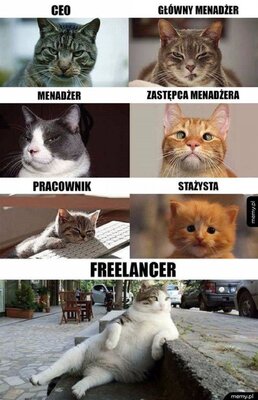 Miniatura: Memy z kotami w roli głównej