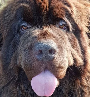 Nowofundlandy w obiektywie włascicieli 