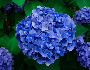 Miniatura: Jedna łyżka do wody i cud w ogrodzie....