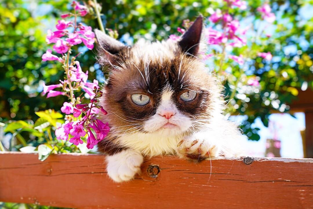 Grumpy Cat 