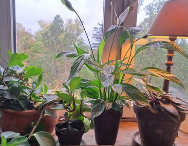 Miniatura: Połóż to na dnie doniczki, a skrzydłokwiat...