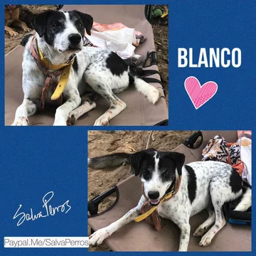 Blanco 