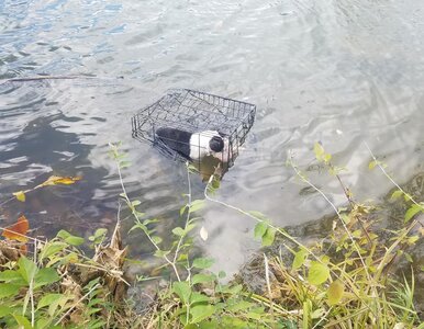 Miniatura: Ktoś zamknął psa w klatce i wrzucił do...