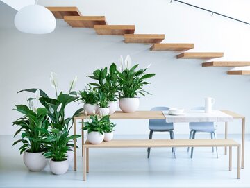 Spathiphyllum wallisii, skrzydłokwiat