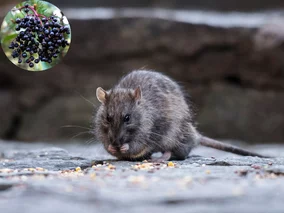 Miniatura: Szczury uciekają w panice z tych miejsc....