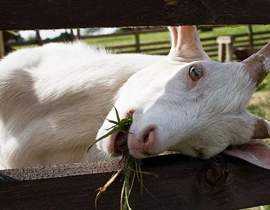 Miniatura: Ile naprawdę jest warta rzeźba z zagrody...