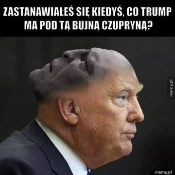 "Zastanawiałeś się kiedyś, co Trump ma pod tą bujną czupryną?" 