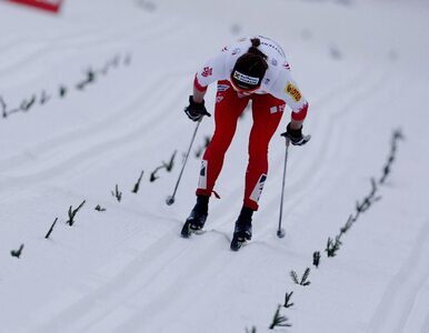 Miniatura: PŚ w Kuusamo: Kowalczyk w półfinale,...