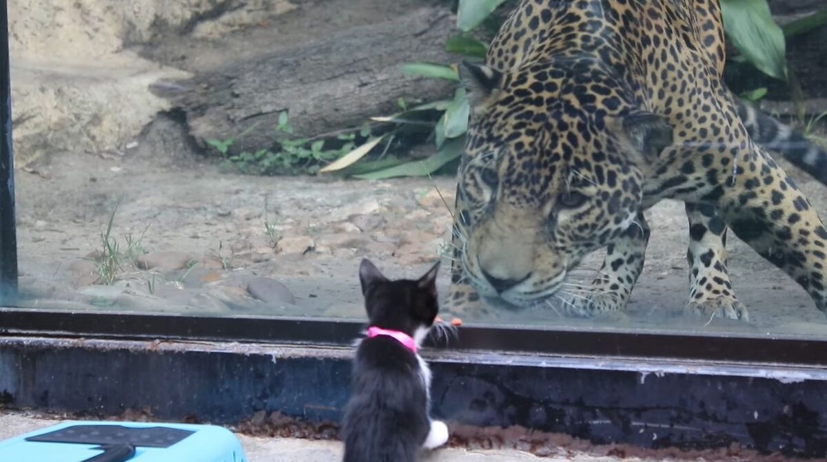 Wizyta zwierząt ze schroniska w zoo 