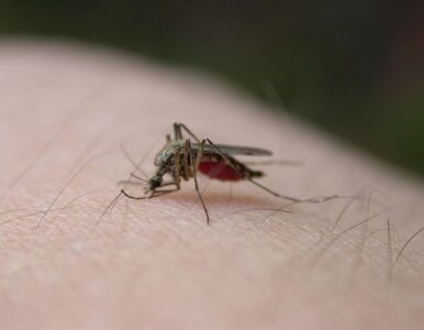 Miniatura: Chcą zrobić komarom "seksmisję". Wyginą...