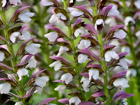 Miniatura: 7 roślin, które przetrwają upał bez...