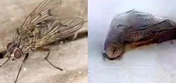 Obrazy "zrekonstruowane" przez sztuczną inteligencję 