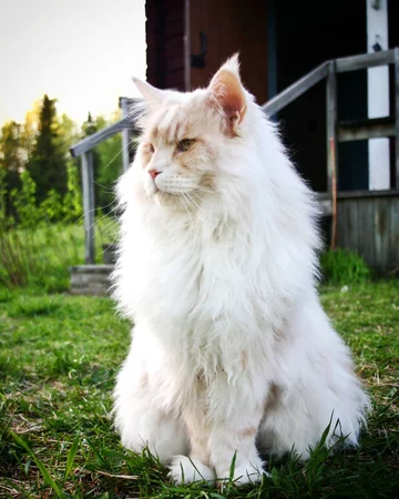 Lotus. Kot rasy Maine Coon 