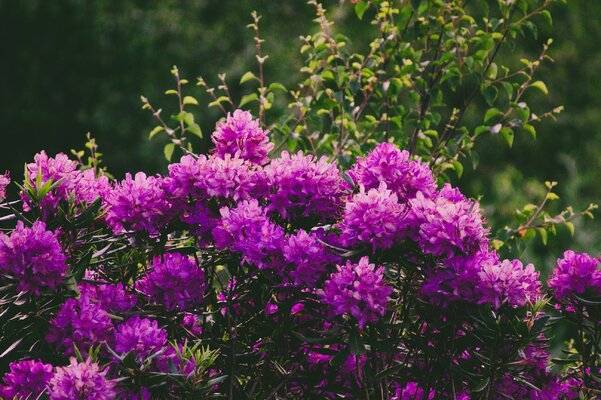 Miniatura: Rododendrony
