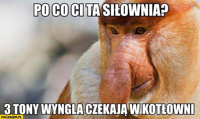 Miniatura: Memy z nosaczem sundajskim