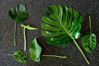 Monstera dziurawa (monstera deliciosa), ta moda nie przemija!  Dom Wprost