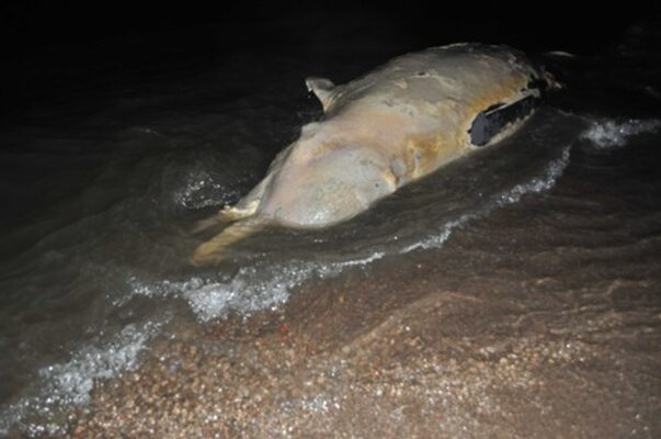 Miniatura: Na plaży w Unieściu odkryto ciało Wala...