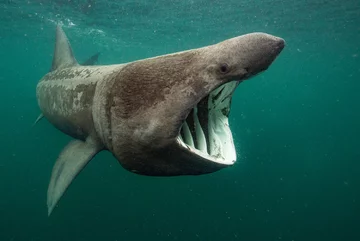 Basking Shark Feeding 