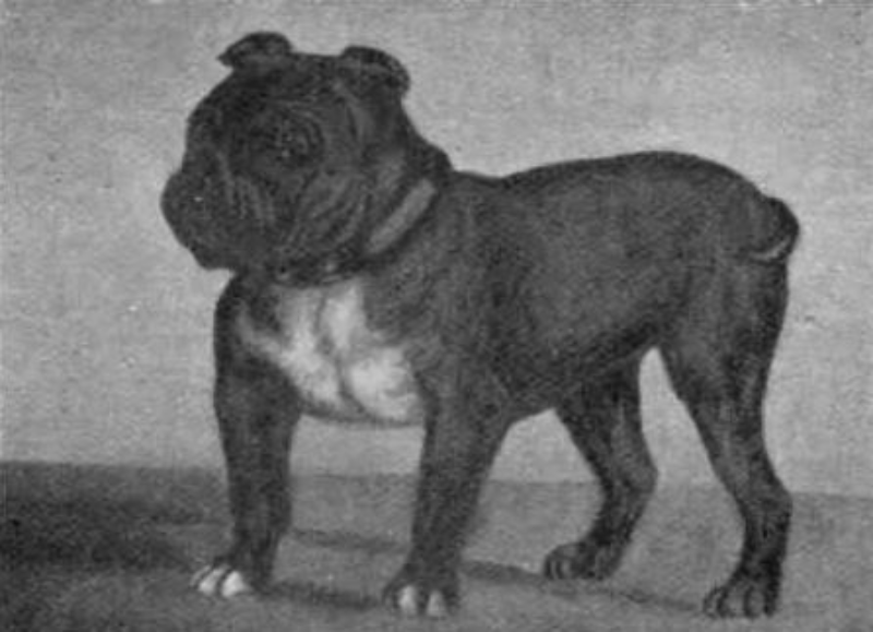 22. Toy Bulldog Wymarła rasa psów, która istniała w Anglii w XVIII i na początku XIX wieku. Były chorowite.
