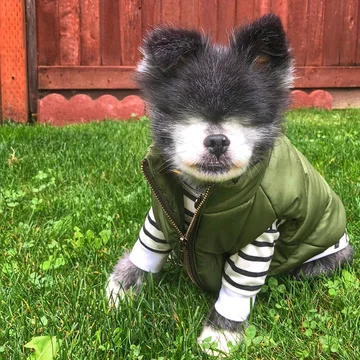 Abi i Dabi - psy, które połączyła przyjaźń 