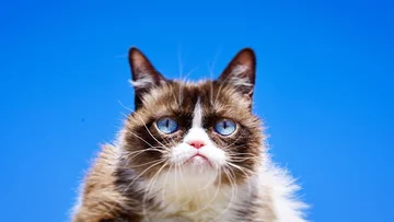 Grumpy Cat 