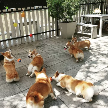 Psia kawiarnia w Bangkoku 