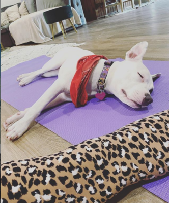 Miniatura: Bunny był chory i przeszedł paraliż....