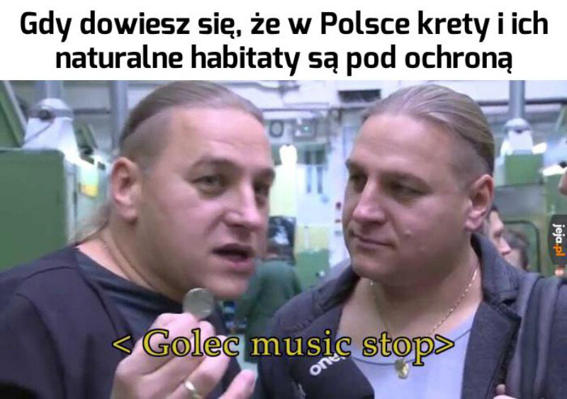 Memy z braćmi Golec 