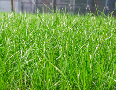 Miniatura: Kiedy siać trawę jesienią? Ten termin da...