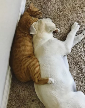 Thor i Simba 