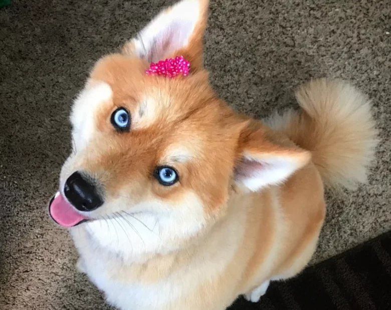 Miniatura: Husky i lis w jednym? Ten pies potrafi...