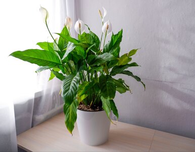 Miniatura: Łyżka do wody i skrzydłokwiat rusza z...