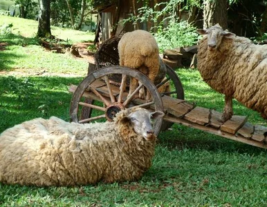 Miniatura: Wilk na horyzoncie? Owca... wyśle...