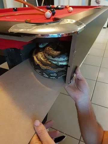 Wąż złapany przez pracowników firmy Brisbane Snake Catchers 