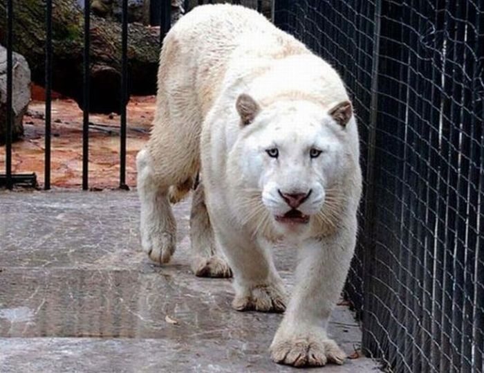 Niezwykle rzadki gatunek tygrysa praktycznie na wymarciu - tygrys biały