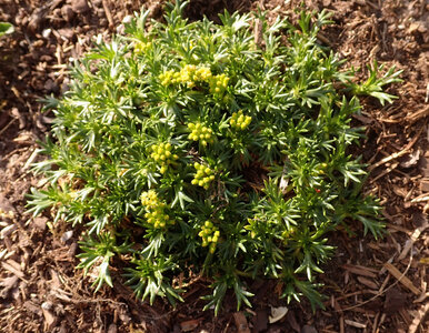 Miniatura: „Zielony dywan” zamiast trawnika. Ta...