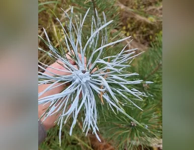 Miniatura: Dziesiątki drzewek z białym czubkami....