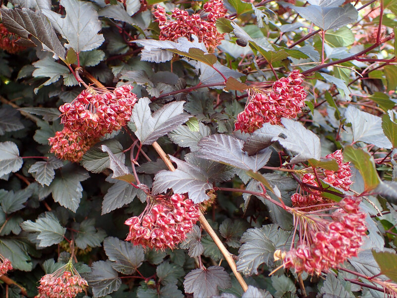 Pęcherznica Diabolo w ogrodzie botanicznym w Zielonej Górze