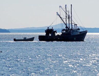 Miniatura: Polscy rybacy łowią za dużo śledzi