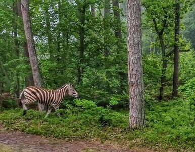 Miniatura: Z mini zoo w Jantarze uciekła zebra....