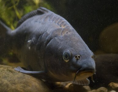 Miniatura: QUIZ dla zorientowanych. Ile wiesz o rybach?